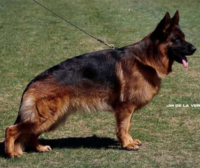 CH. Ronaldo du val d'Anzin