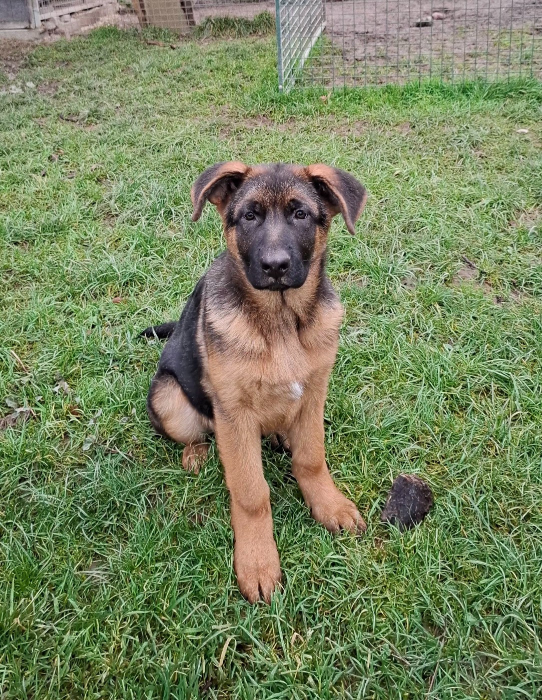 A vendre Mâle né le 09/09/2025 - 3 mois 1/2 - père 3ème au championnat d'Allemagne