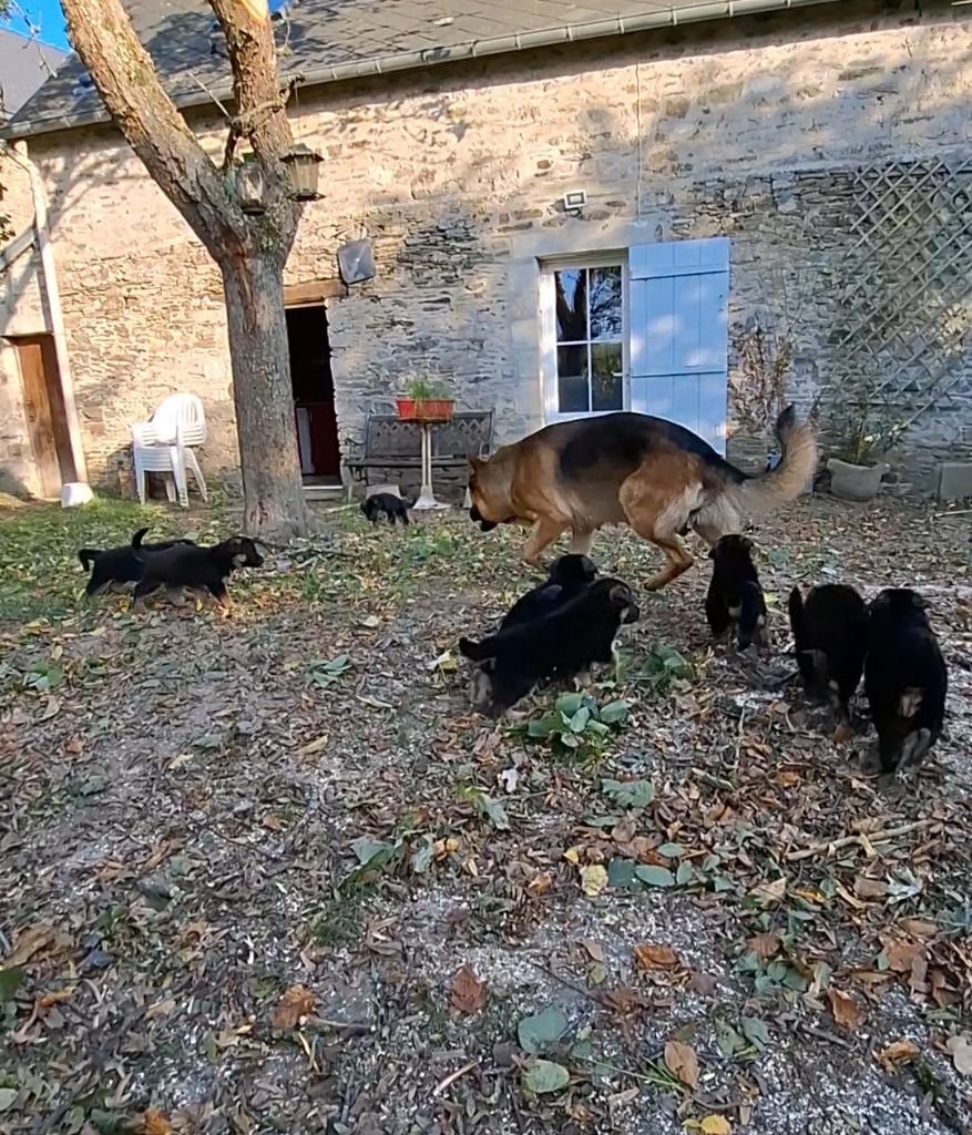 A vendre femelles de 2 mois - père 3ème au championnat d'Allemagne