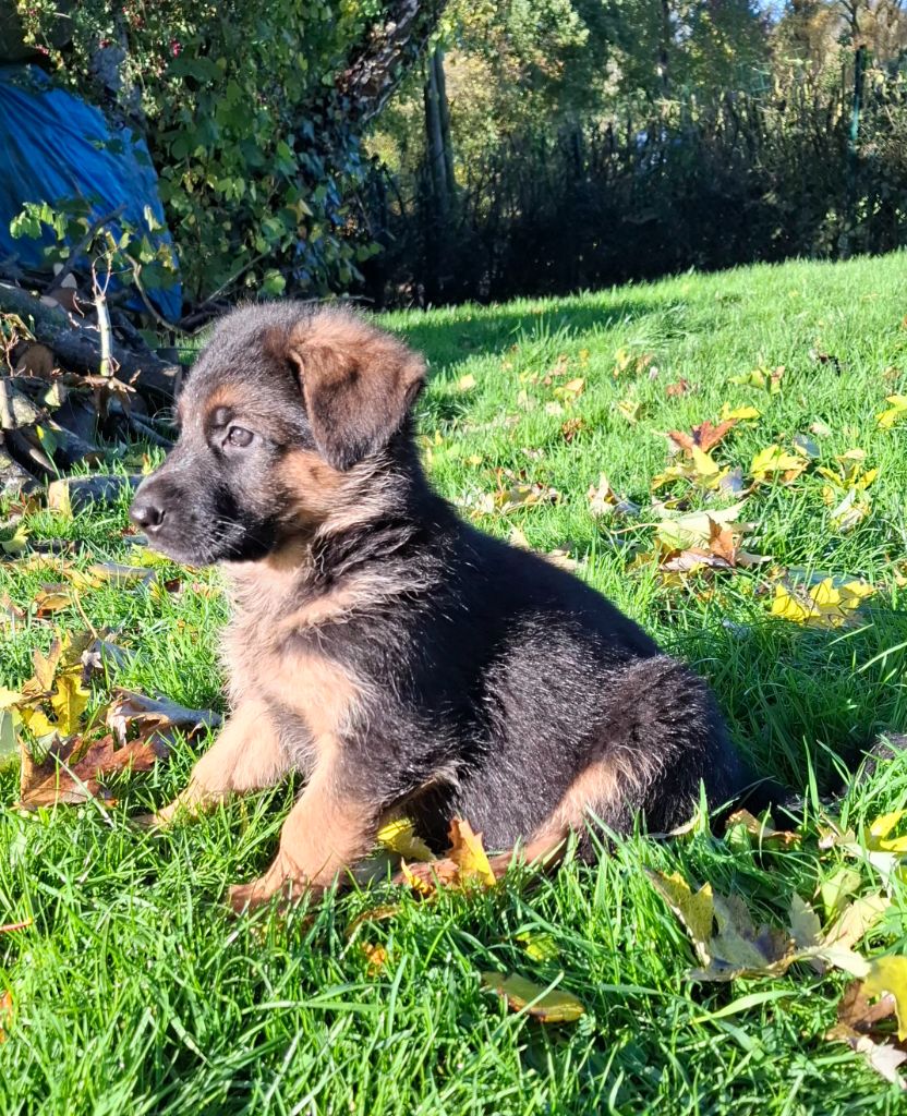 De naphil - Chiots disponibles - Berger Allemand