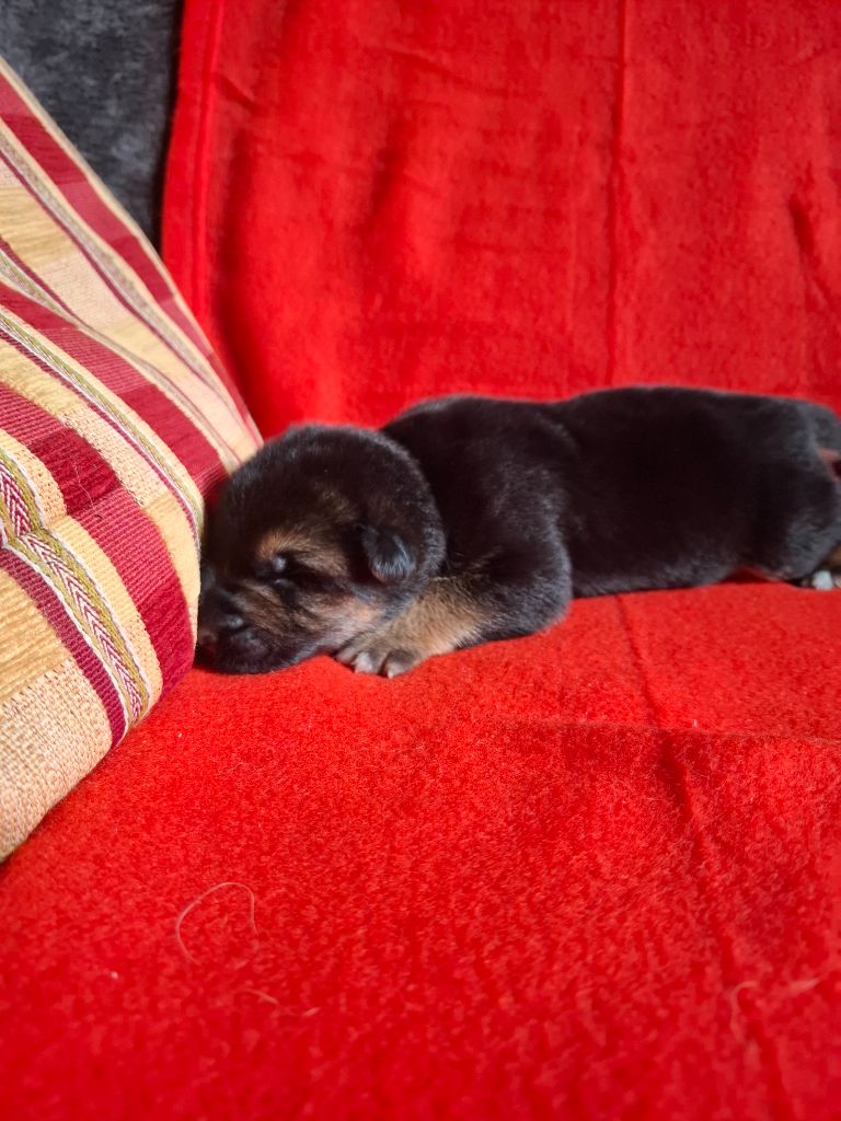 De naphil - Chiots disponibles - Berger Allemand