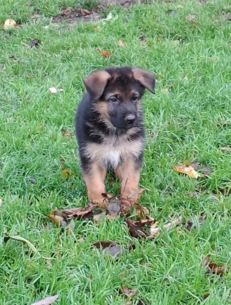 De naphil - Chiots disponibles - Berger Allemand