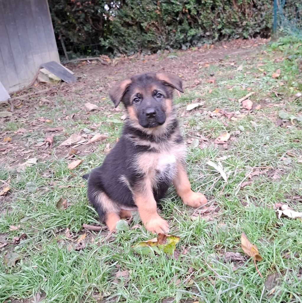 De naphil - Chiots disponibles - Berger Allemand