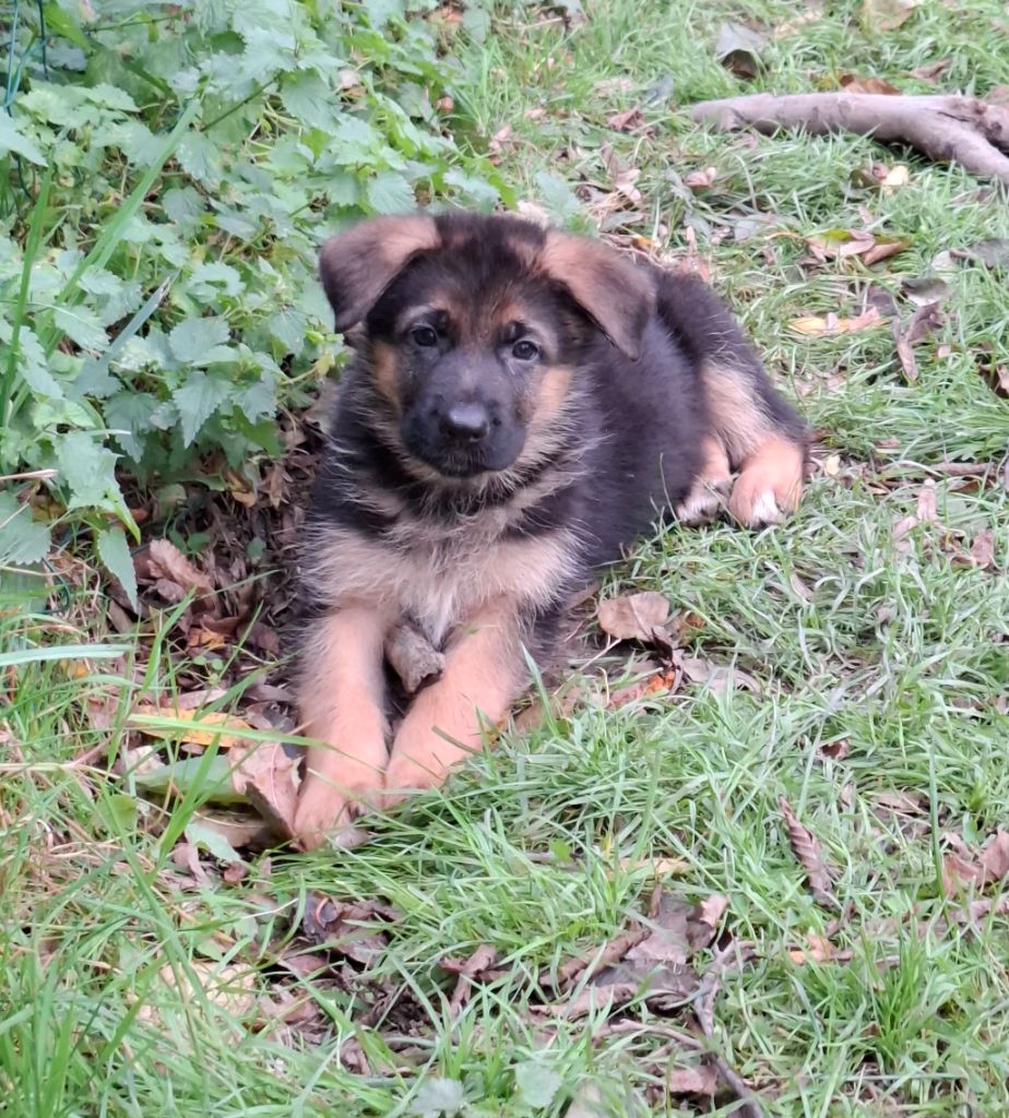 De naphil - Chiots disponibles - Berger Allemand