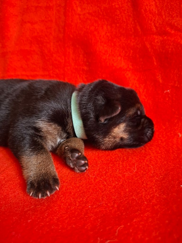 De naphil - Chiots disponibles - Berger Allemand