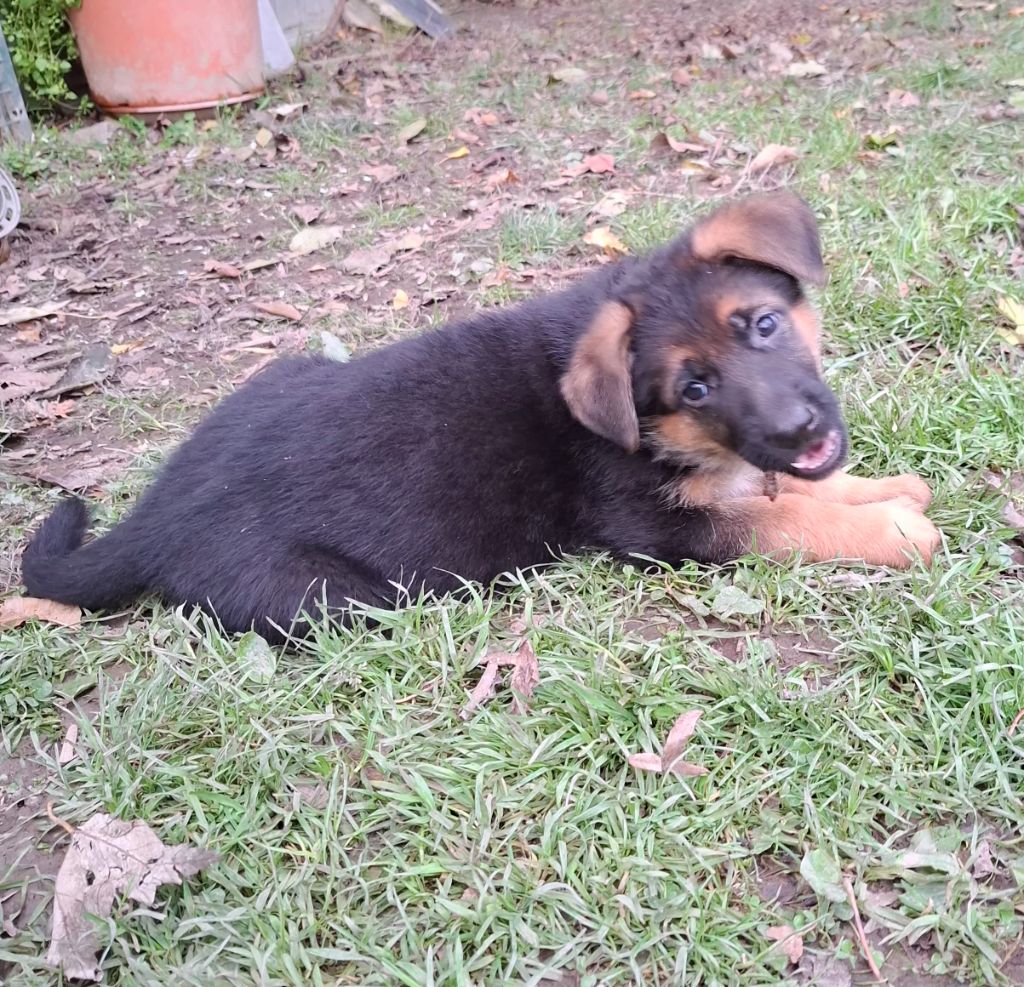 De naphil - Chiots disponibles - Berger Allemand