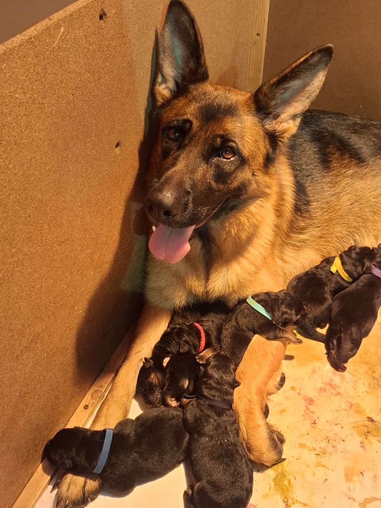 Chiot Berger Allemand De naphil