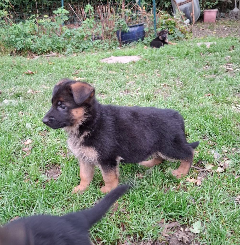 De naphil - Chiots disponibles - Berger Allemand