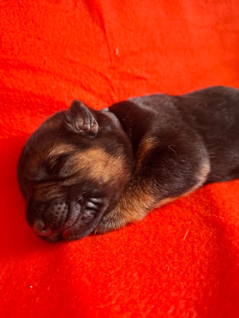 De naphil - Chiots disponibles - Berger Allemand