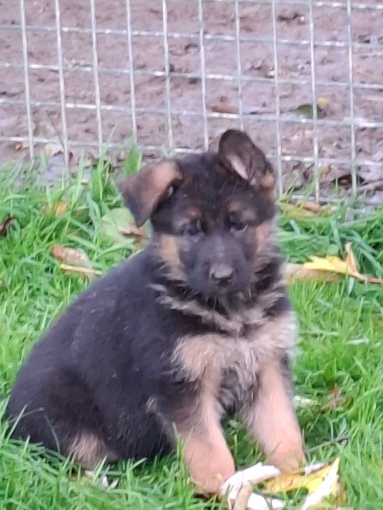 De naphil - Chiots disponibles - Berger Allemand